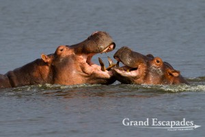 Hippopotamus (Hippopotamus Amphibious), Mana Pools National Park, Zimbabwe, Africa