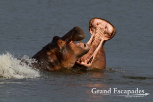 Hippopotamus (Hippopotamus Amphibius), Murchison Falls National Park, North Uganda, Africa