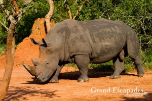 Northern White Rhinoceros (Ceratotherium Simum Cottoni), Ziwa Rhino Sanctuary, North Uganda, Africa