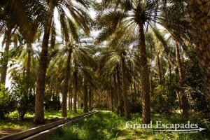 Al Mudayrib Oasis, Sultanat of Oman, Arabic Peninsula