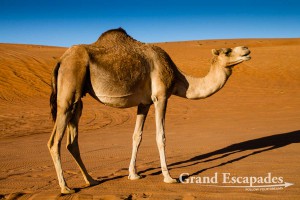 Camel (Camelus), Wahiba Sands, or Ramlat al-Wahiba (also called Sharqiya Sands), Sultanat of Oman, Arabic Peninsula