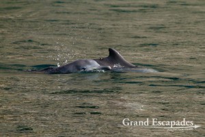 Common Dolphin (Delphinus Delphis) in the Fjords (Khor) of Musandam