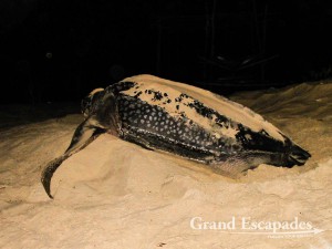 Green Sea Turtle (Chelonia Mydas), Ras Al Jinz, Sultanat of Oman, Arabic Peninsula - This picture was actually taken in Cap Skirring, Casamance, Senegal