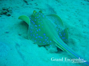 GrandEscapades-Oman180