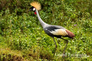 Grey Crowned Crane (Balearica Regulorum), also called "The Pride of Uganda", Lake Bunyonyi, West Uganda, Africa