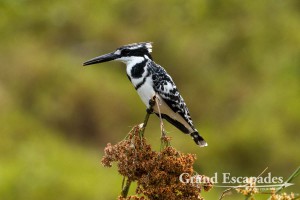 Pied Kingfisher (Ceryle Rudis), Lake Bunyonyi, West Uganda, Africa