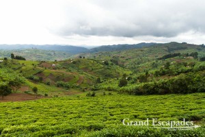 Large tea plantations, a few on flat terrains, but most sneaking up hills, are another common sight in Uganda. The different green of the leaves make them pleasant eye-catchers. West Uganda, Africa