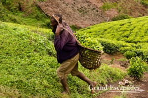 Large tea plantations, a few on flat terrains, but most sneaking up hills, are another common sight in Uganda. The different green of the leaves make them pleasant eye-catchers.