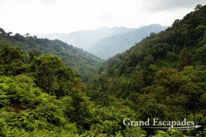 Bwindi Impenetrable National Park, West Uganda, Africa