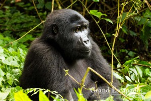 Travel Guide To Uganda