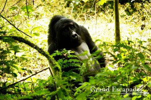 Mountain Gorilla (Gorilla Gorilla Beringei), Family Habinyanja, Makara, the Silver Back, Bwindi Impenetrable National Park, West Uganda, Africa