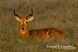 Uganda Kob (Kobus Kob Thomasi), Queen Elisabeth National Park, West Uganda, Africa