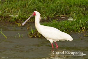 African Spoonbill (Platalea Alba), Queen Elisabeth National Park, West Uganda, Africa