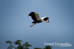 Grey Crowned Crane (Balearica Regulorum), also called "The Pride of Uganda", Bigodi Wetland, near Kibale Forest, West Uganda, Africa