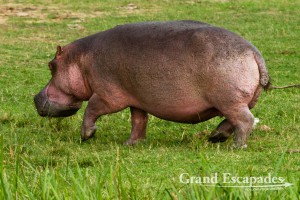 Hippopotamus (Hippopotamus Amphibius), Queen Elisabeth National Park, West Uganda, Africa