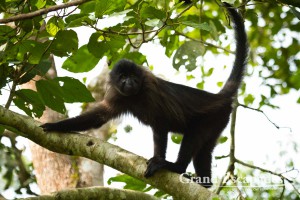 Grey-Cheeked Mangabey (Lophocebus Albigena), Bigodi Wetland, near Kibale Rainforest, North Uganda, Africa