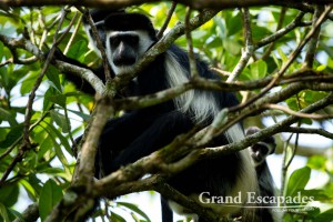 Black and White Colobus Monkey (Colobus guereza), Bigodi Wetland, near Kibale Rainforest, North Uganda, Africa