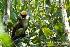 Red-Tailed Monkey (Cercopithecus Ascanius) , Bigodi Wetland, near Kibale Rainforest, North Uganda, Africa