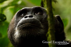 Alpha Male Chimpanzee (Pan Troglodytes), Kibale Rainforest, North Uganda, Africa