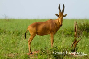 Jackson's Hartebeest (Alcelaphus Buselaphus), Murchison Falls National Park, North Uganda, Africa