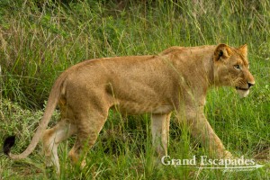 Lion (Panthera Leo), Murchison Falls National Park, North Uganda, Africa