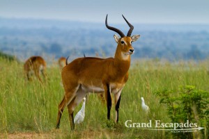 Uganda Kob (Kobus Kob Thomasi), Murchison Falls National Park, North Uganda, Africa