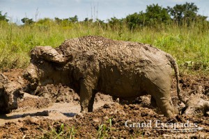 African Buffalo (Syncerus Caffer), Murchison Falls National Park, North Uganda, Africa