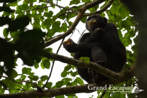 Chimpanzee (Pan Troglodytes), Budongo Forest, Murchison Falls National Park, North Uganda, Africa