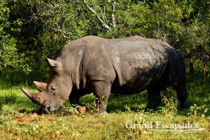 Northern White Rhinoceros (Ceratotherium Simum Cottoni), Ziwa Rhino Sanctuary, North Uganda, Africa
