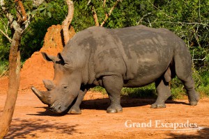 Alpha Male, Northern White Rhinoceros (Ceratotherium Simum Cottoni), Ziwa Rhino Sanctuary, North Uganda, Africa