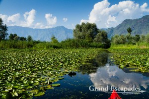 Golden Dal, Lake Dal, Srinagar, Kashmir, India