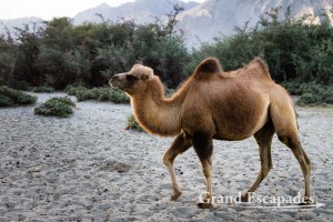 Bactrian camel (Camelus bactrianus), between Hundar and Diskit, Shyok Valley, Baltistan, Ladakh, India
