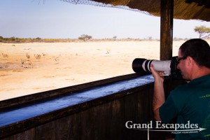 Nyamandhlovu Pan, Hwange National Park (Main Camp Area), Zimbabwe, Africa