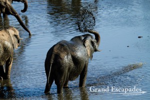 African Elephant (Loxodonta Africana), Nyamandhlovu Pan, Hwange National Park (Main Camp Area), Zimbabwe, Africa