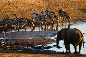 Burchell's Zebra (Equus Burchellii) & African Elephant (Loxodonta Africana), Masuma Dam, Hwange National Park (Sinamatella Camp Area), Zimbabwe, Africa