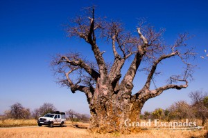 Baobab Tree, near Mana Pools National Park, Zimbabwe, Africa