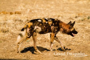 A group of 13 of the very rare Painted Dogs or African Wild Dogs (Lycaon Pictus) after an Impala (Aepyceros Melampus) Kill, Mana Pools National Park, Zimbabwe, Africa