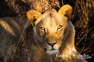 Lion (Panthera Leo) Antelope Park, near Gweru, Zimbabwe, Africa