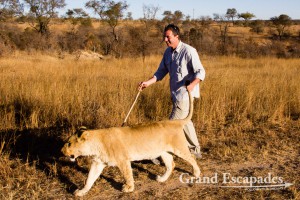 Walking with Lions, Antelope Park, near Gweru, Zimbabwe, Africa
