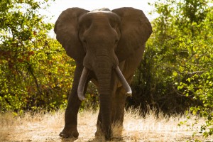 African Elephant (Loxodonta Africana), Gonarezhou National Park, Zimbabwe, Africa