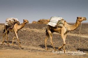 Camel caravan carrying salt from the mines in Dallol, Danakil Depression, Ethiopia