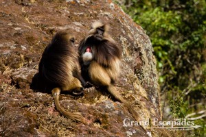 Gelada Baboons (Theropithecus gelada), Simien Mountains National Park, Ethiopia