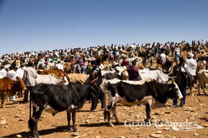 Cattle Market, Aksum, Ethiopia
