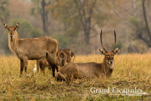 Waterbuck (Kobus ellipsiprymnus), Liwonde Nstional Park