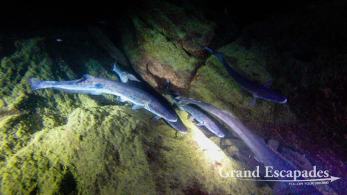 Spectacular Night Dive in Nkhata Bay, Lake Malawi