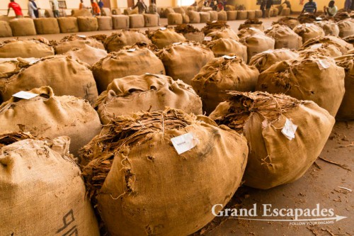 Tobacco Auction in Lilongwe