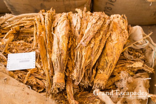 Tobacco Auction in Lilongwe