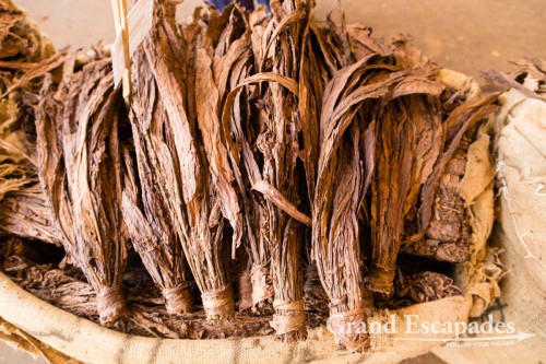 Tobacco Auction in Lilongwe