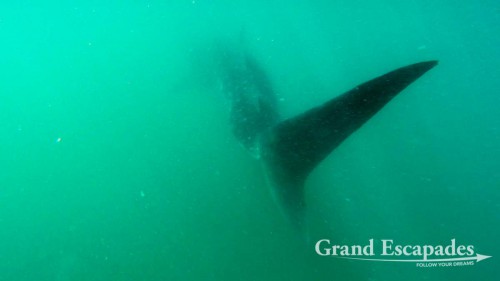 Whale Shark (Rhincodon Typus), Praia de Tofo, Tofo, Mozambique