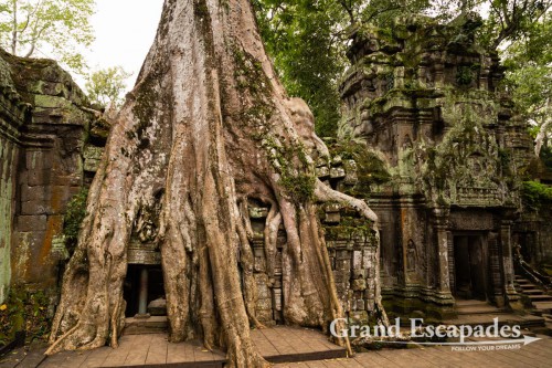 Ta Prohm, Siem Reap, Cambodia